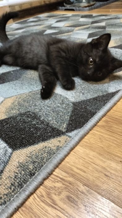 Котик в добрые руки!