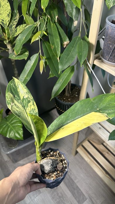 Редкие комнатные растения