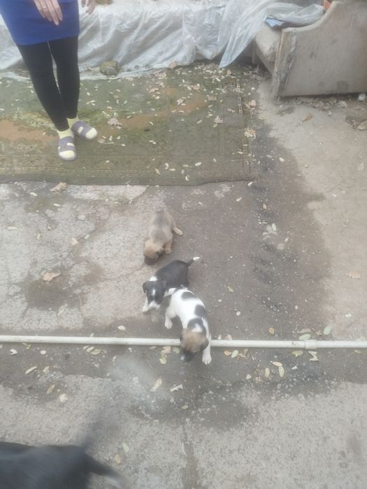 Щинята в добрые руки