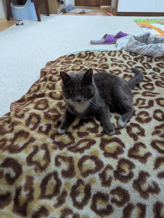 Отдам в добрые руки