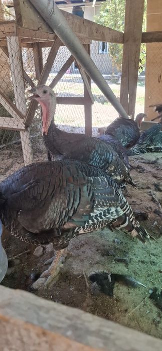 Kurka xoʻroz [85 000 soʻm-kg]
