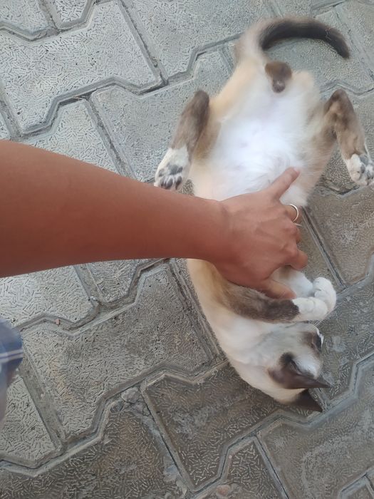 Сиамская кошка породистая