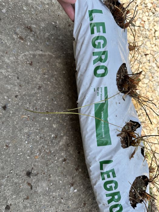 Чували с кокос хидропоника