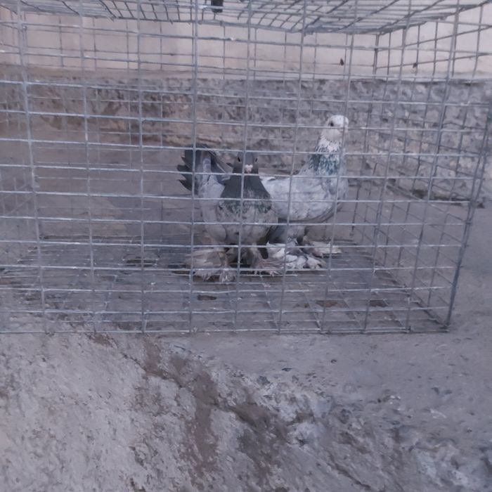 Челкар самец самка лет с игрой