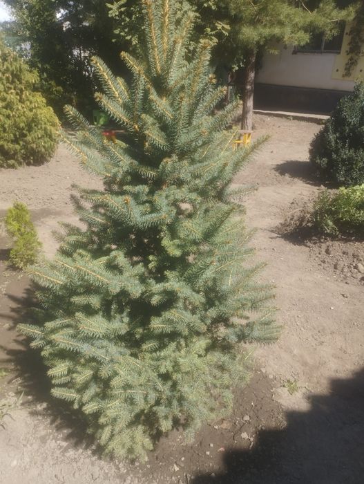 Бонсай и  прочее