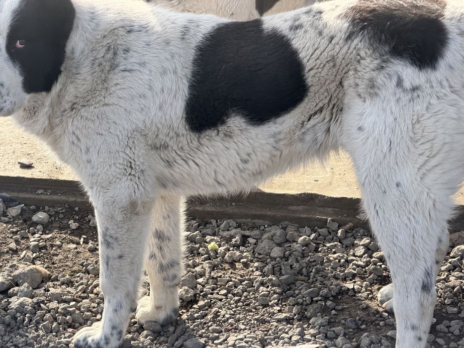 САО тобет кушык сатылады линиясымен