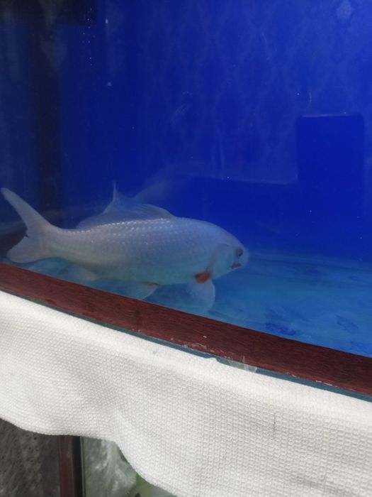 Yaponskiy koya baliği