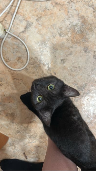 Отдам кошку в добрые руки