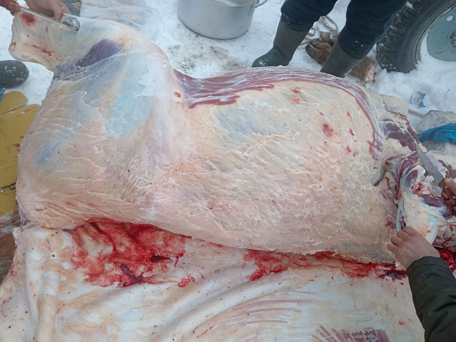 Соғым сатылады дайын