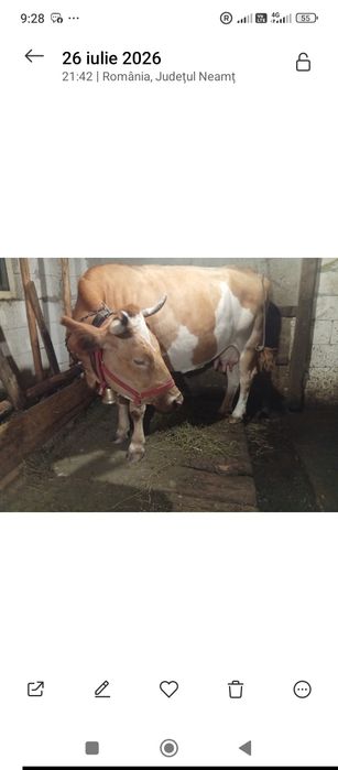 Vaca de talie mare