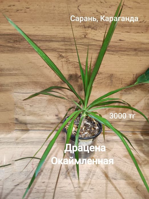 Драцена, Диффенбахия