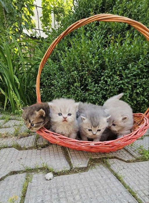 Кошки шотландские