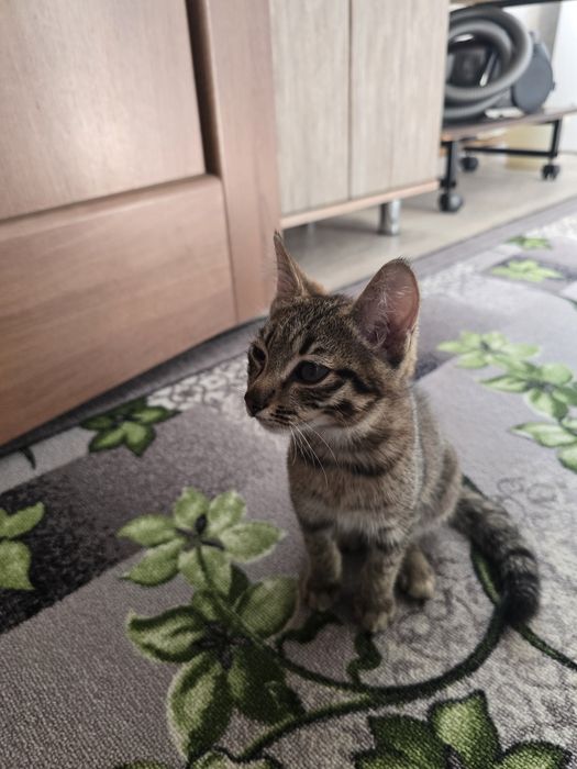 В добрые руки котенка