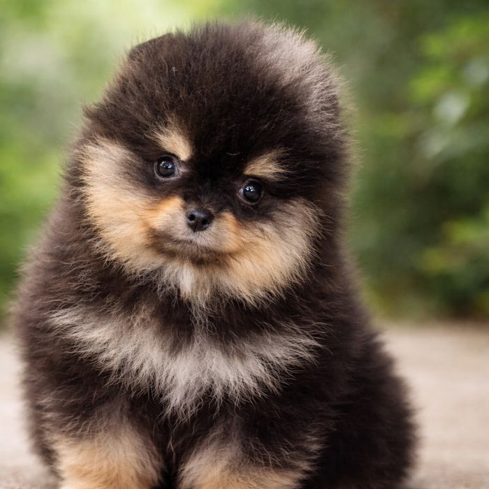 Чистокръвни Померани