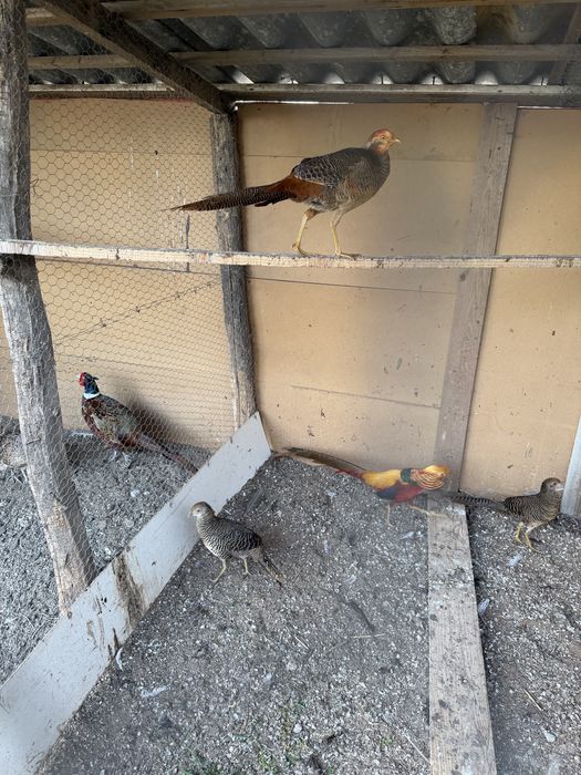 Fazani aurii si argintiu