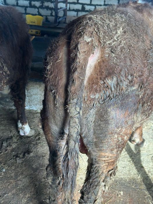 Бұқа сатылады срочноо