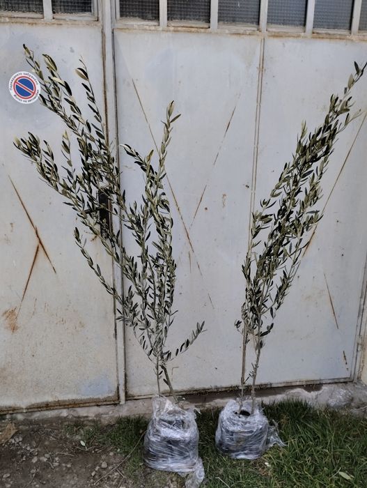 Ниски цени - дръвчета и растения