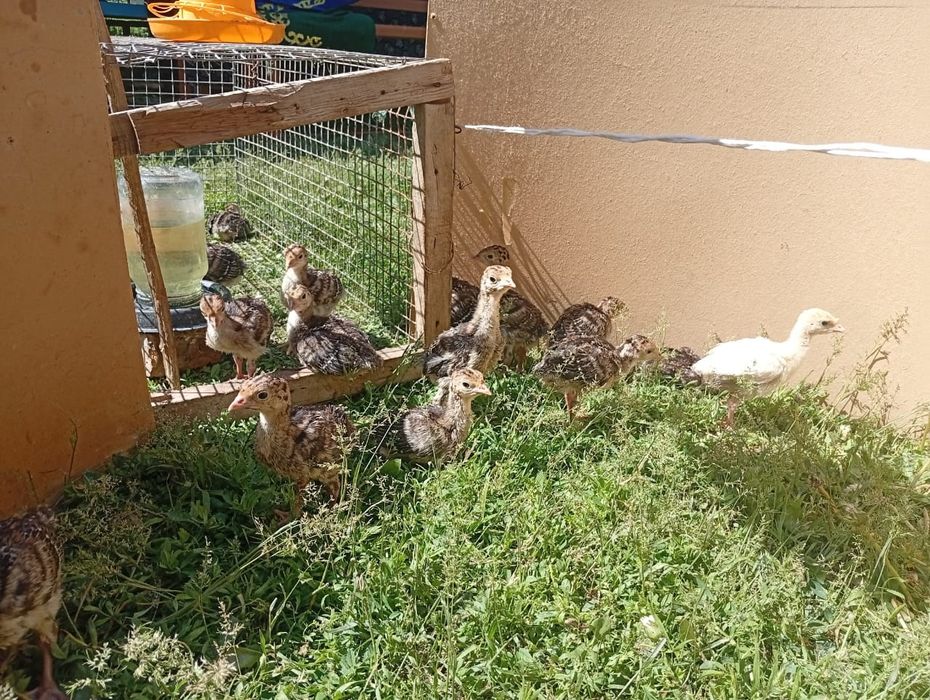 Балапандар сатлады