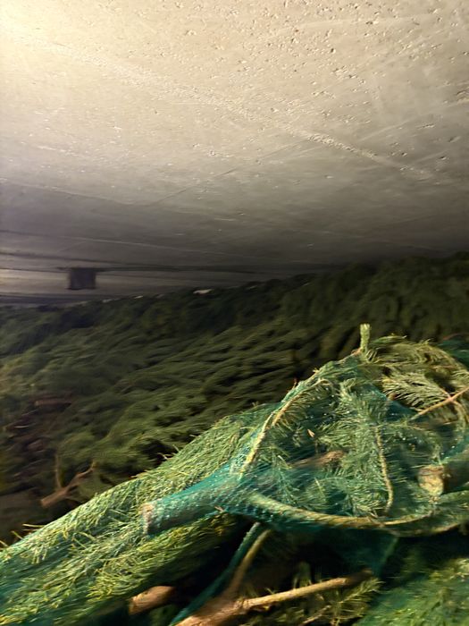 Елки оптом в петропавловске