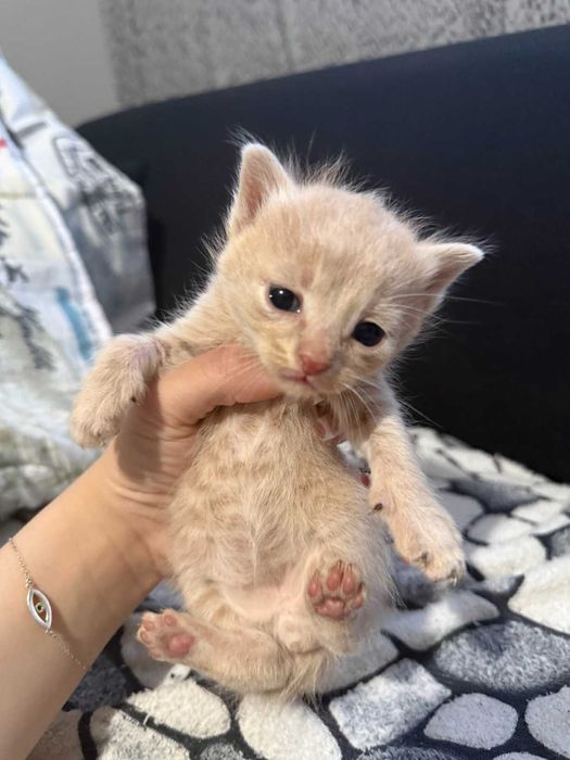 Подаряваме котенца