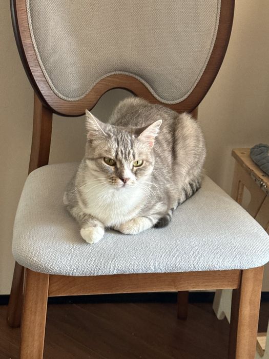 Кошка 2 года шотландка