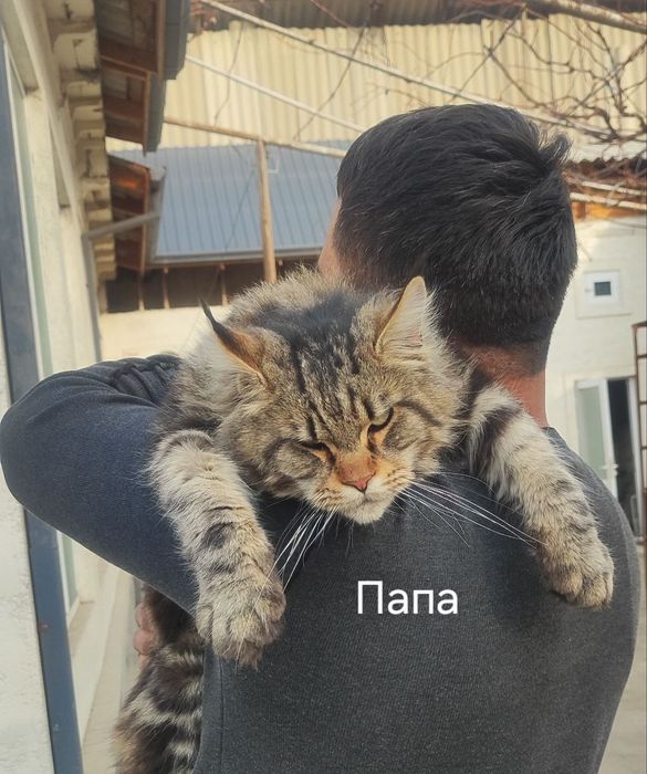 Продам чистокровных котят породы мэйнкун