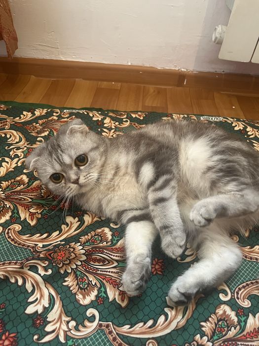 Шотландская кошка виславуха
