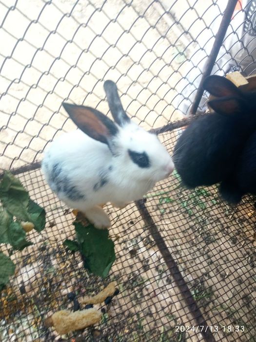 Sirochna quyon sotiladi