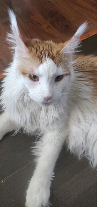 Мальчик Мейкун, в добрые руки