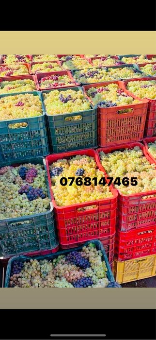 Struguri de vin de vanzare avem toate soiurile