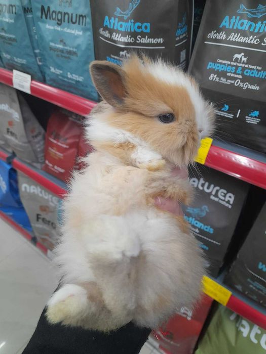 Декоративни мини зайчета на 1 месец