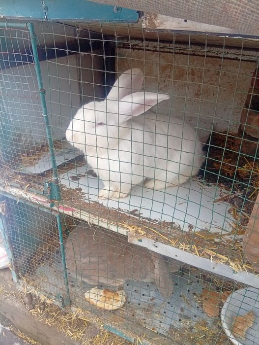 Куйон сотилади эркак 1 та бор ранги ок