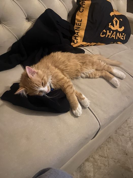 Турецкая Ангора Нажим