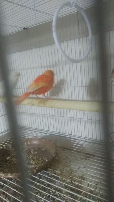 Канарека сотилади таёр мода