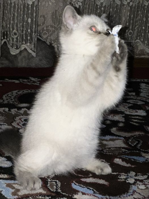 Mushukchalar, zotdor mushuk, mushuk bolachalari