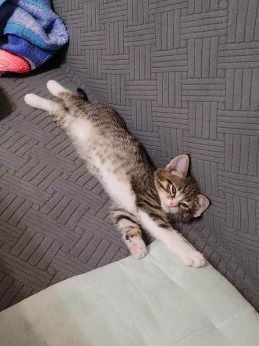 Кошечка ищет хозяина