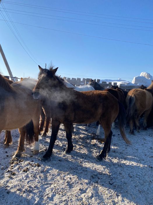 Дөнежін байталдар сатылады,продается