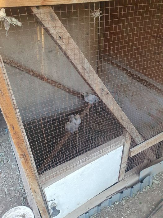 Балапанға арналған кепе