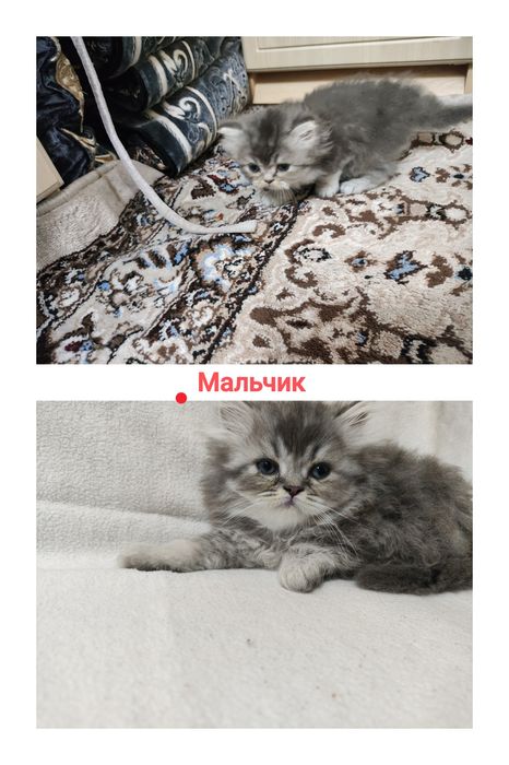 Британский+Шотландский котята (кошка)