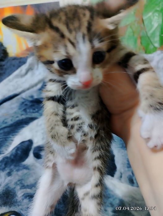 Отдам в хорошие руки