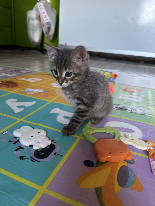Отдам котят в добрые руки