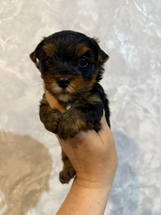 Йоркширские терьер миник