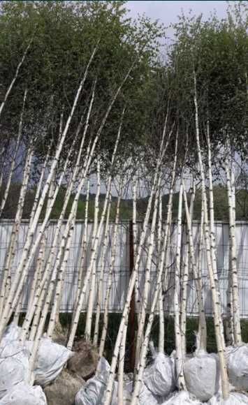 Plante de grădină: Stejar, Tei, Mesteacăn, Arțar, Salcie, Salcâm