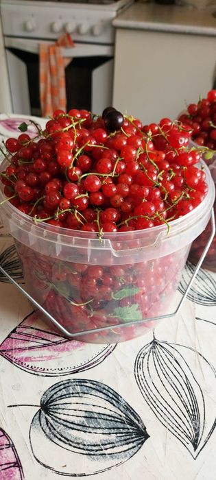 Красная смородина