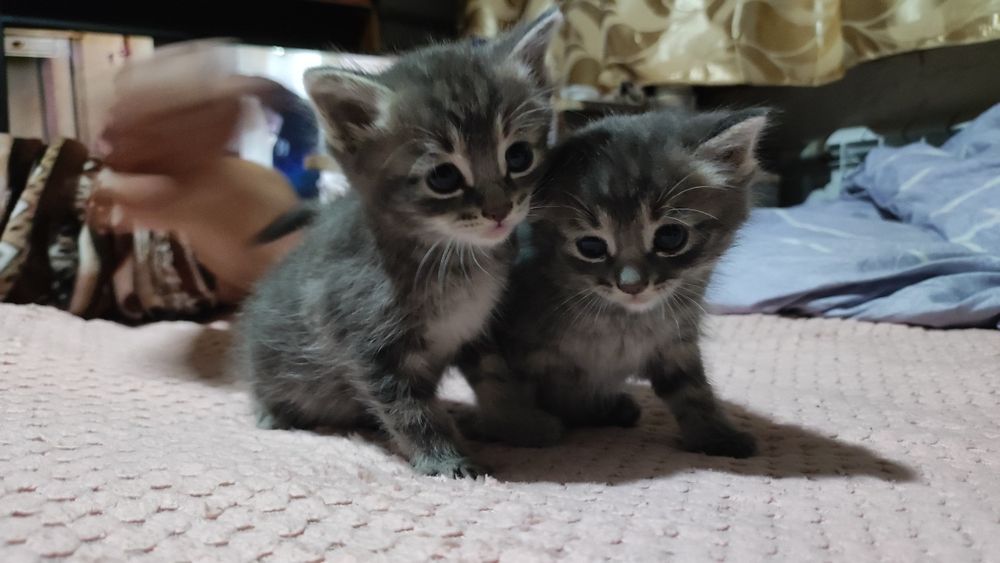 Серые, белые котята
