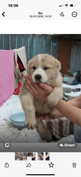 Продам щенков Сао