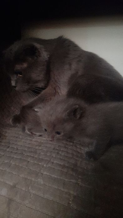 Продаю катят не дорого самие красивиеи не торгуеу позвоните поговариви