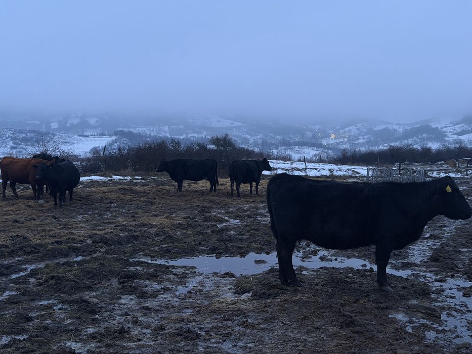 Lichidare ferma Vaci Angus