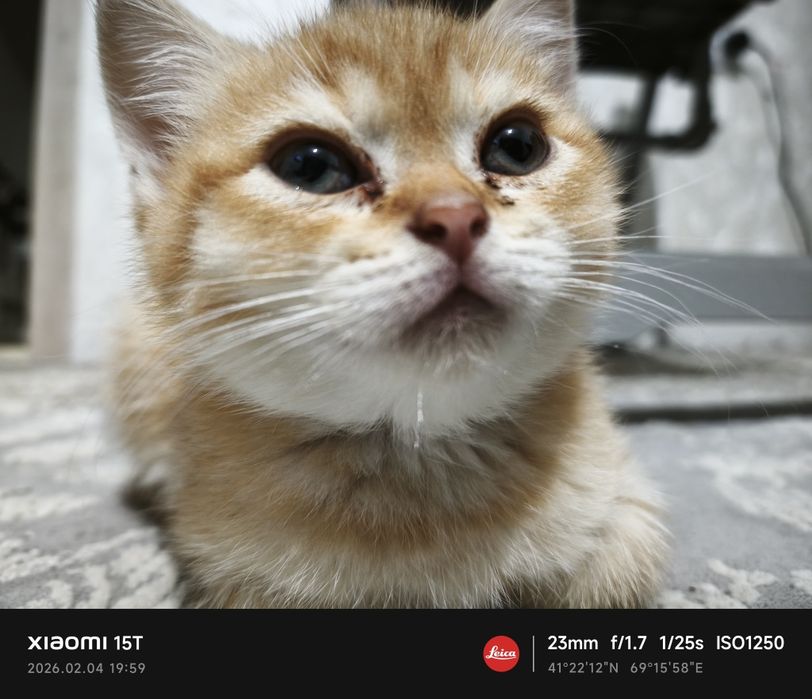 Продам котёнка  k