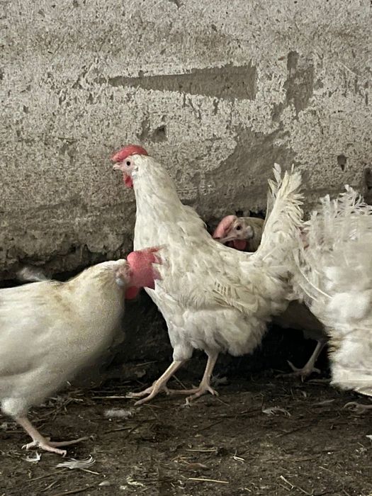 Куры несушки Ленгорв